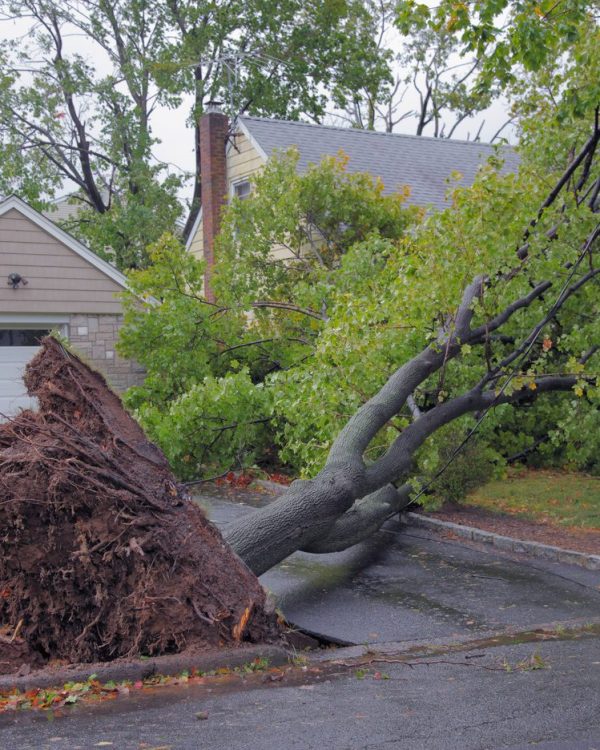 emergency-tree-services