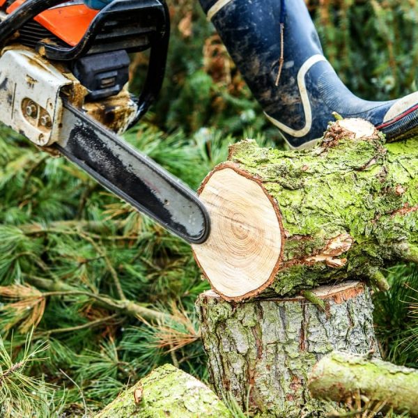 tree-cutting