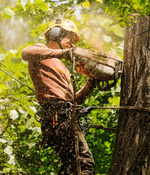 tree-service