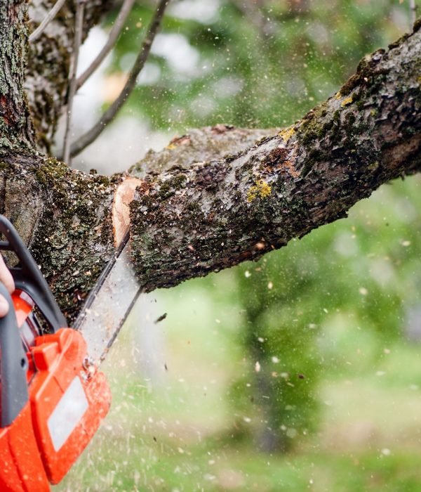 tree_services
